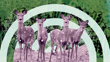 How to control chronic wasting disease