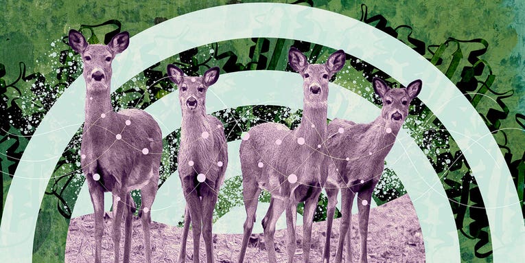 How to control chronic wasting disease