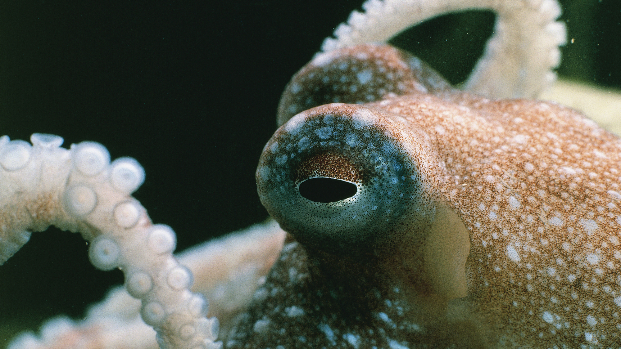 a close-up of an octopus eye