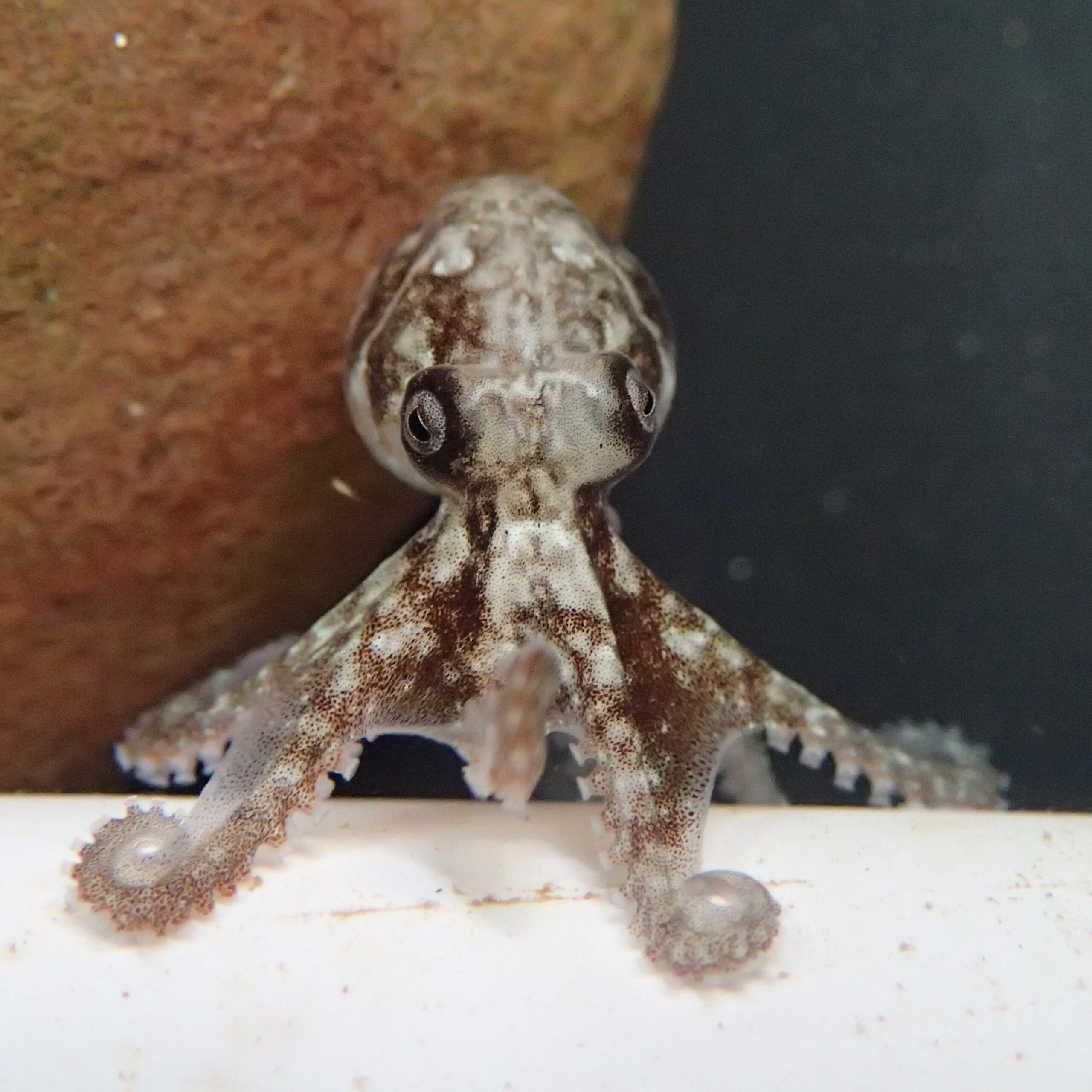 an octopus hatchling
