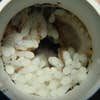 A mother southern octopus and her clutch of eggs