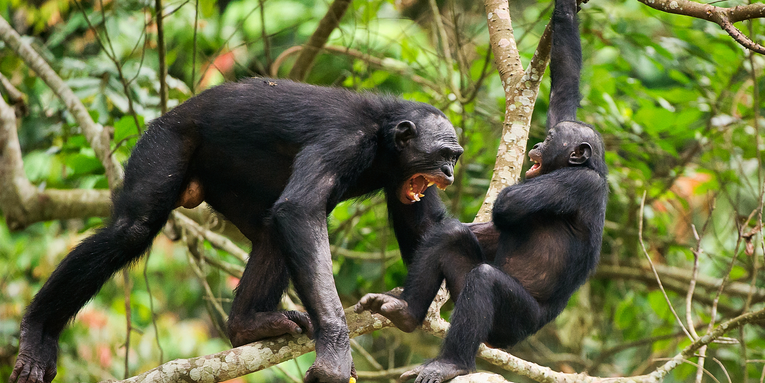 ‘Peaceful’ bonobos bite and push each other, actually