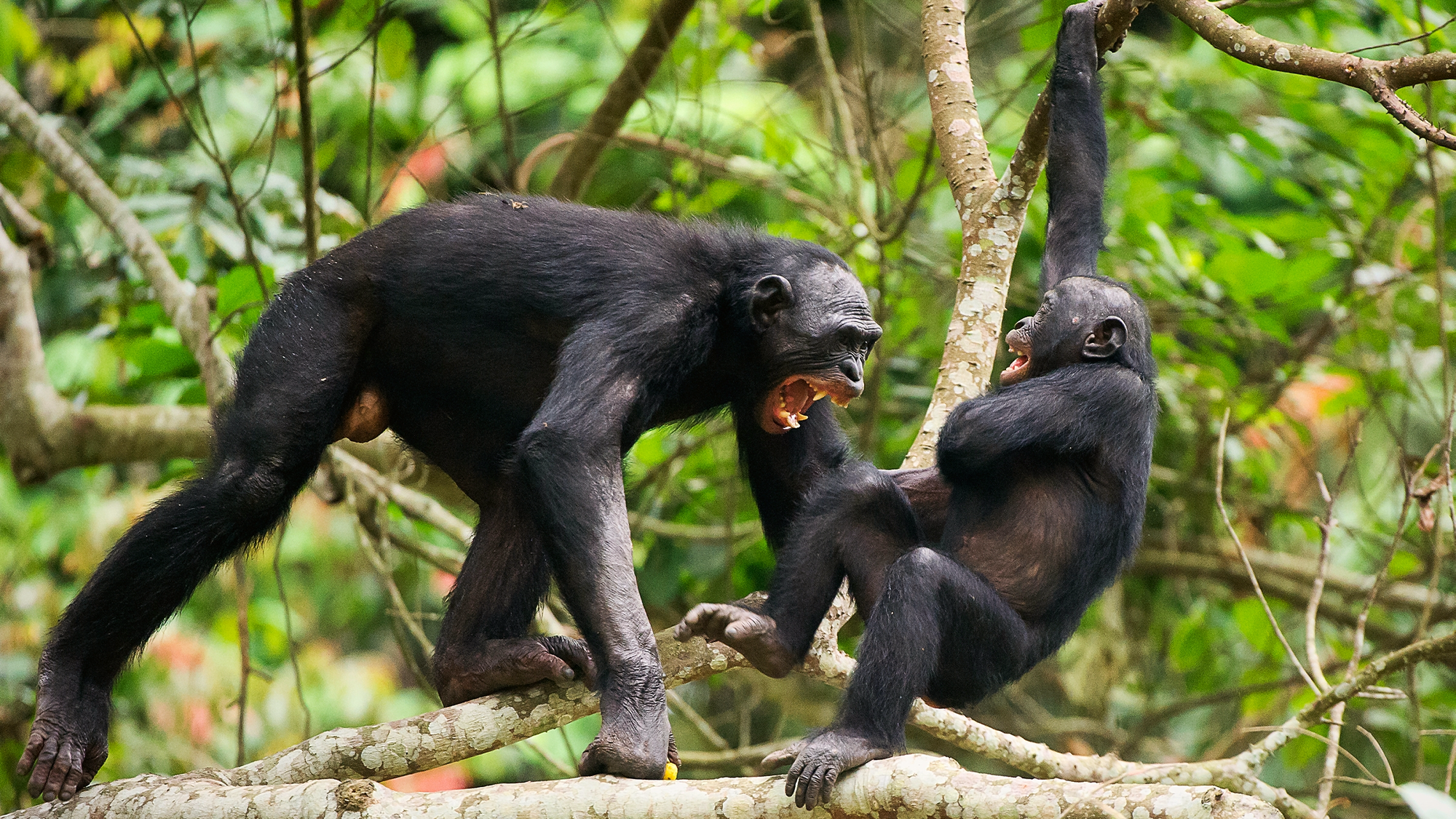 one bonobo yells at another bonobo in a tree