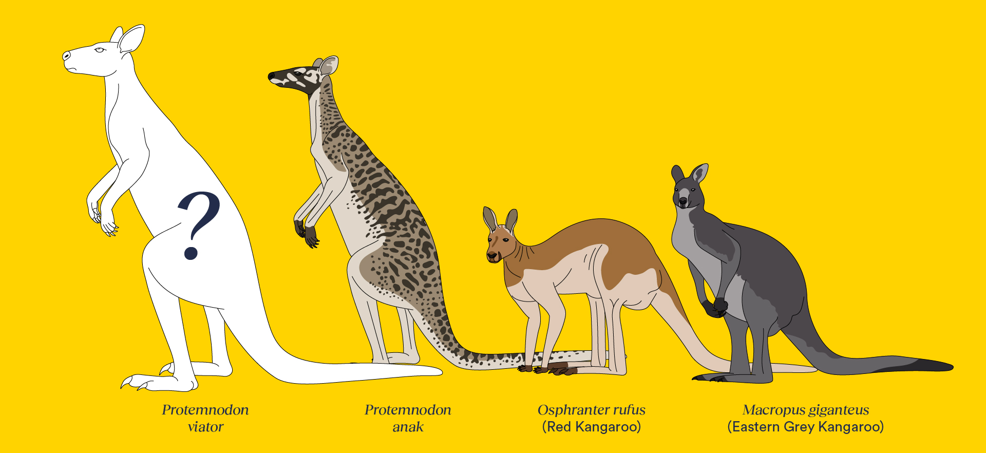 An artistâs impression of the newly described fossil species Protemnodon viator and its relative Protemnodon anak, compared at scale to the living red kangaroo and eastern gray kangaroo. CREDIT: Traci Klarenbeek, 2024.