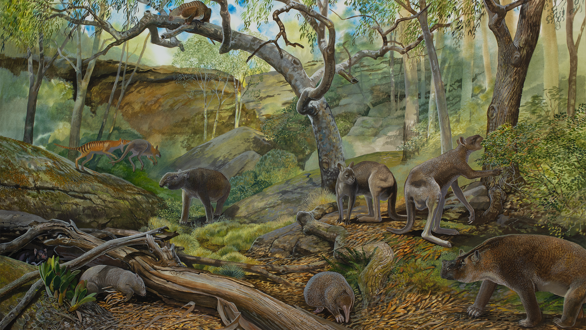 An artist’s impression of southeastern South Australia during the Pleistocene epoch showing various plants and animals that lived there alongside Protemnodon. The almost one-tonne Zygomaturus trilobus in the bottom right. None of the kangaroos shown is a Protemnodon, but there are two short-faced kangaroos in the center-right. One wallaby is also being attacked by a Tasmanian tiger (top left).