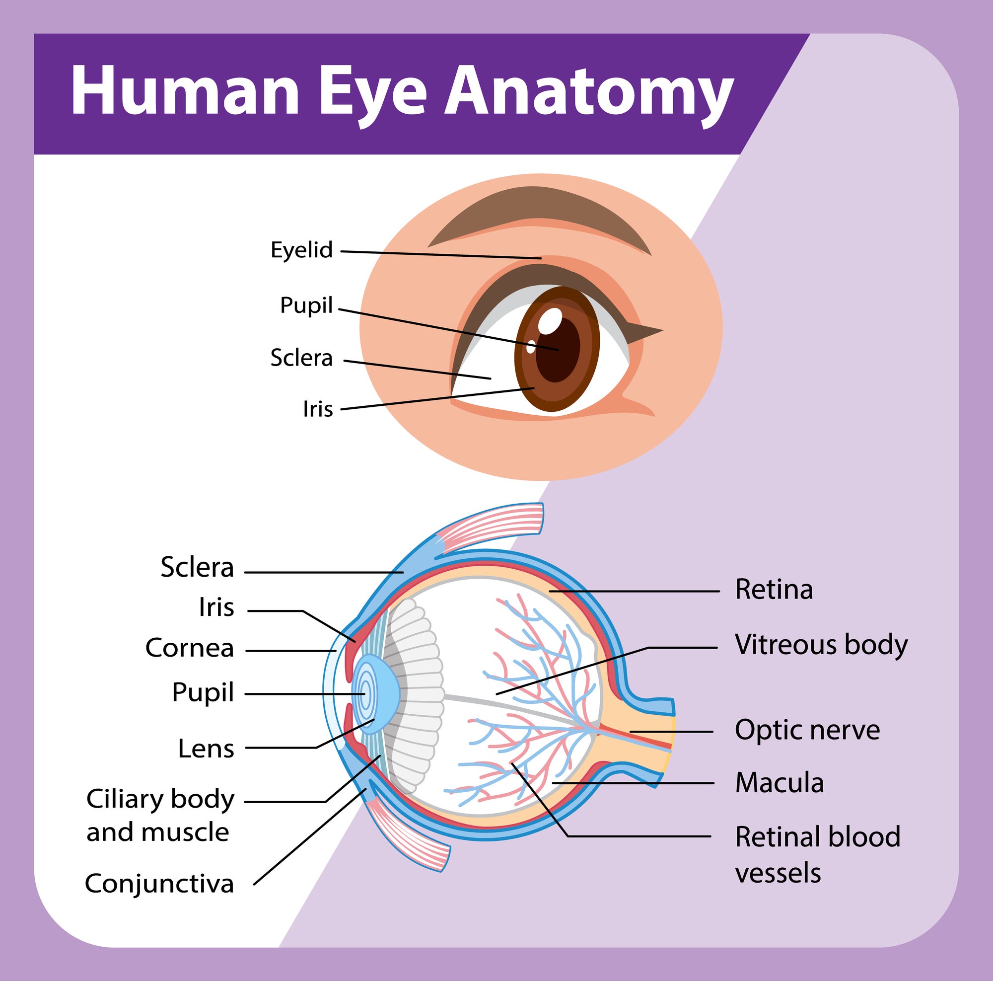illustration of eyeball anatomy