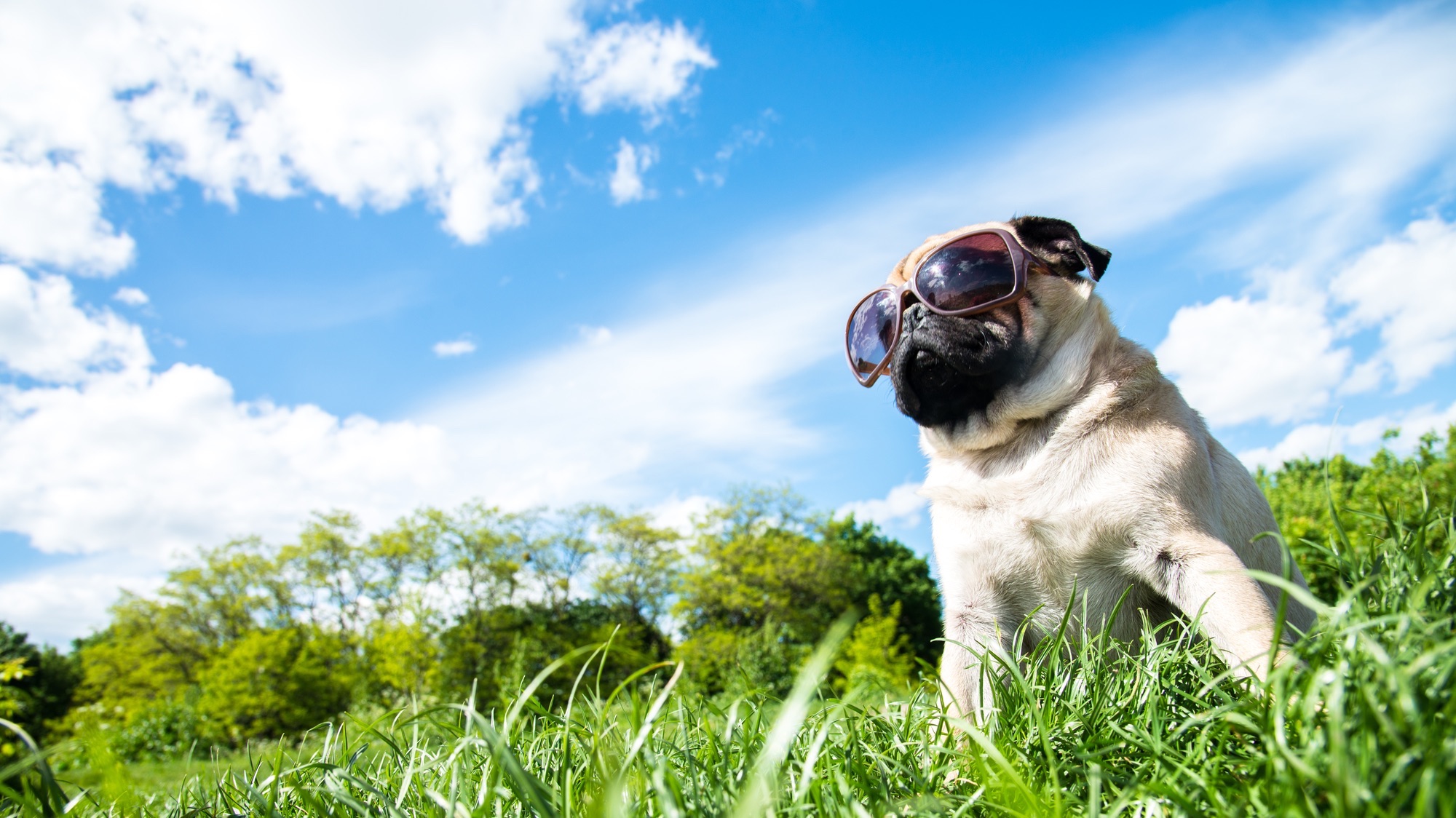 Dog sitting in nature in sunglasses