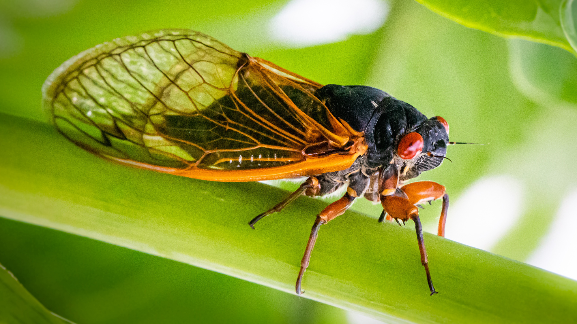 a cicada with red eyes and large wings sits in a leaf