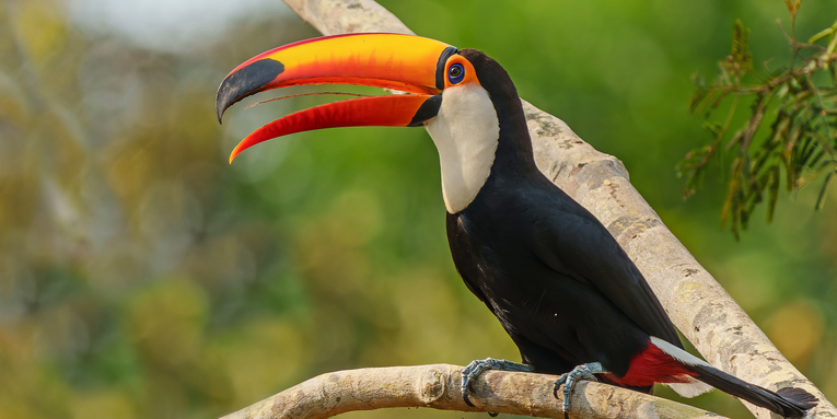 How fruit-eating birds could help regrow tropical forests