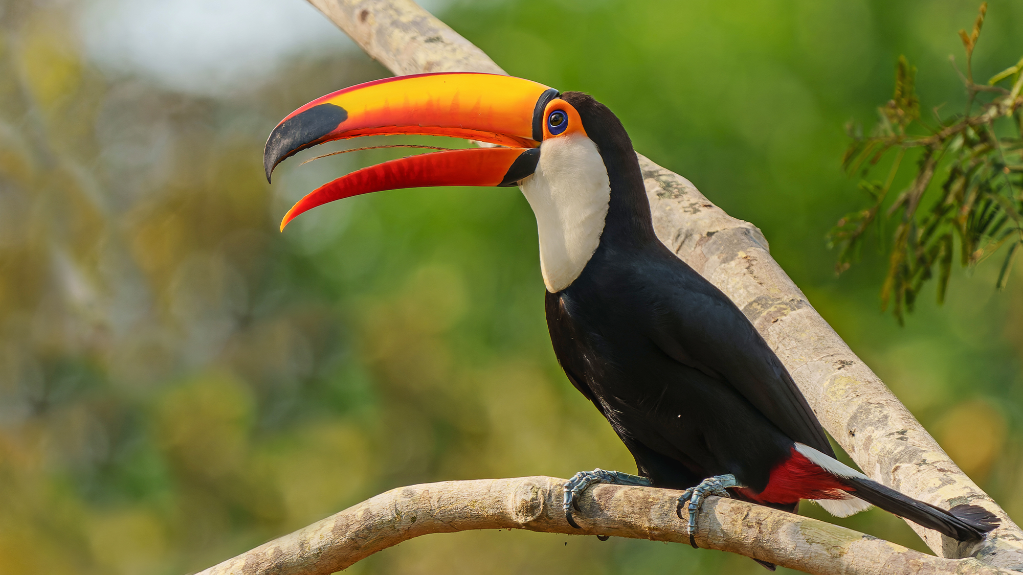 a toucan with an orange beak and black and white plumage sits in a tree with its mouth open