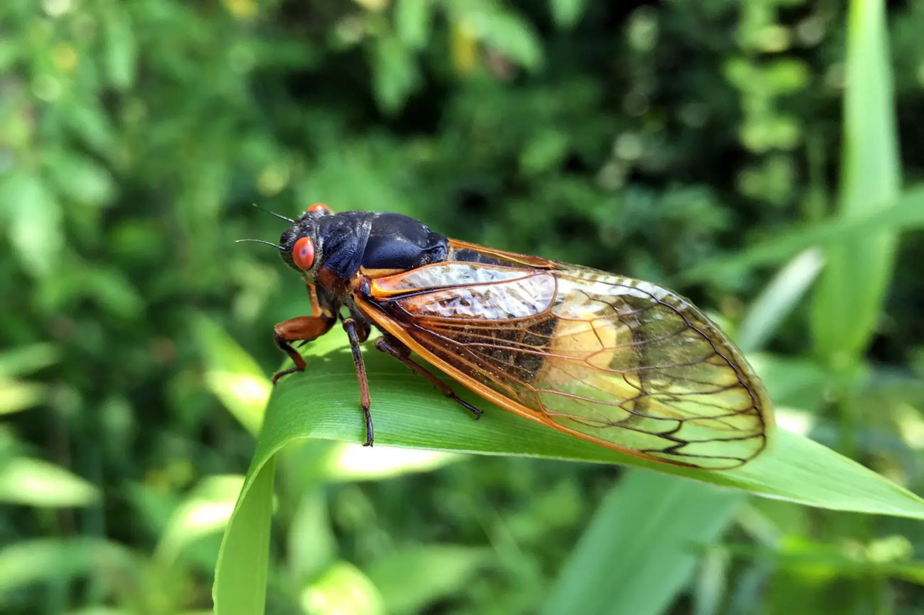 a periodical cicada standing on a leaf. the bug has a white fungal plug showing it is infected