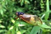 periodical cicada standing on a leaf.  the bug has a white fungal plug indicating it is infected