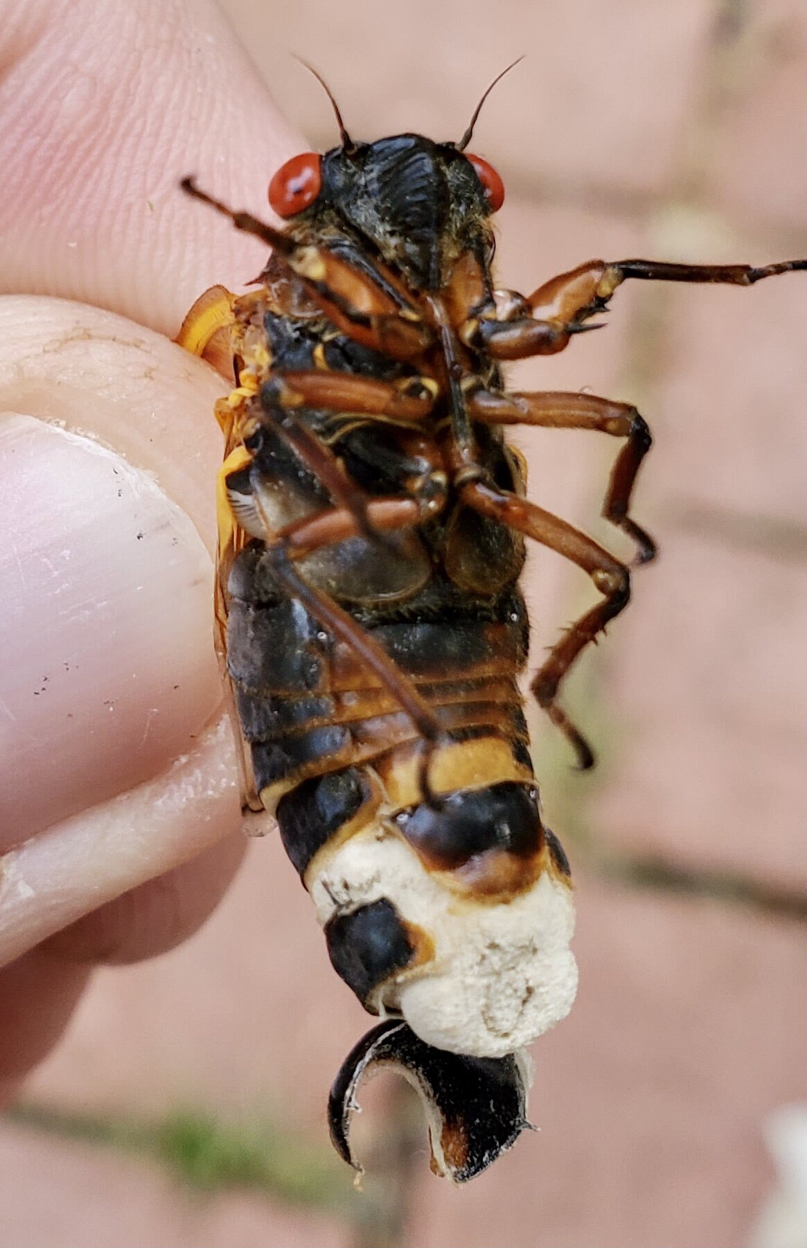 an infected cicada with a chalky white fungal plug on its abdomen