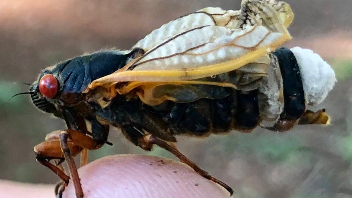 This gnarly fungus makes cicadas hypersexual