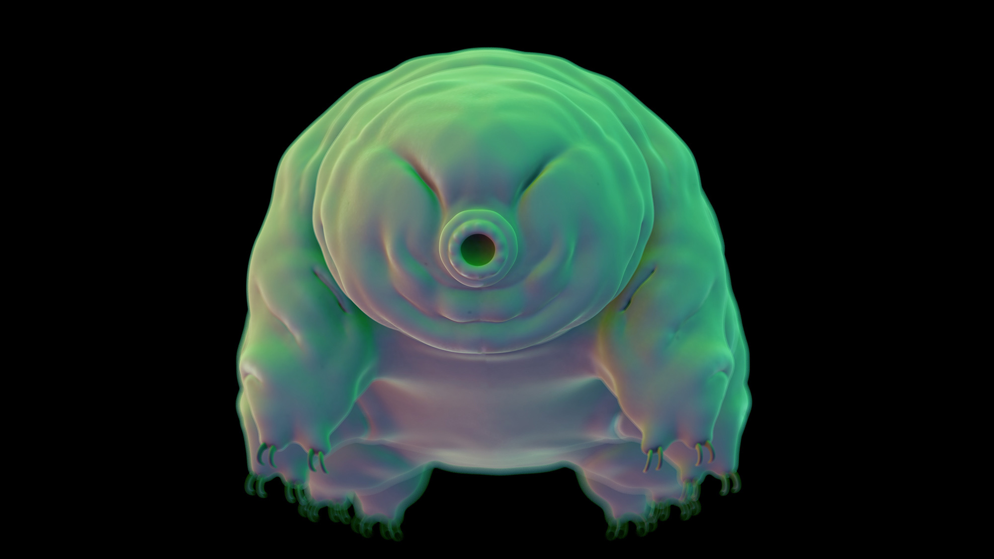 a tardigrade floating around
