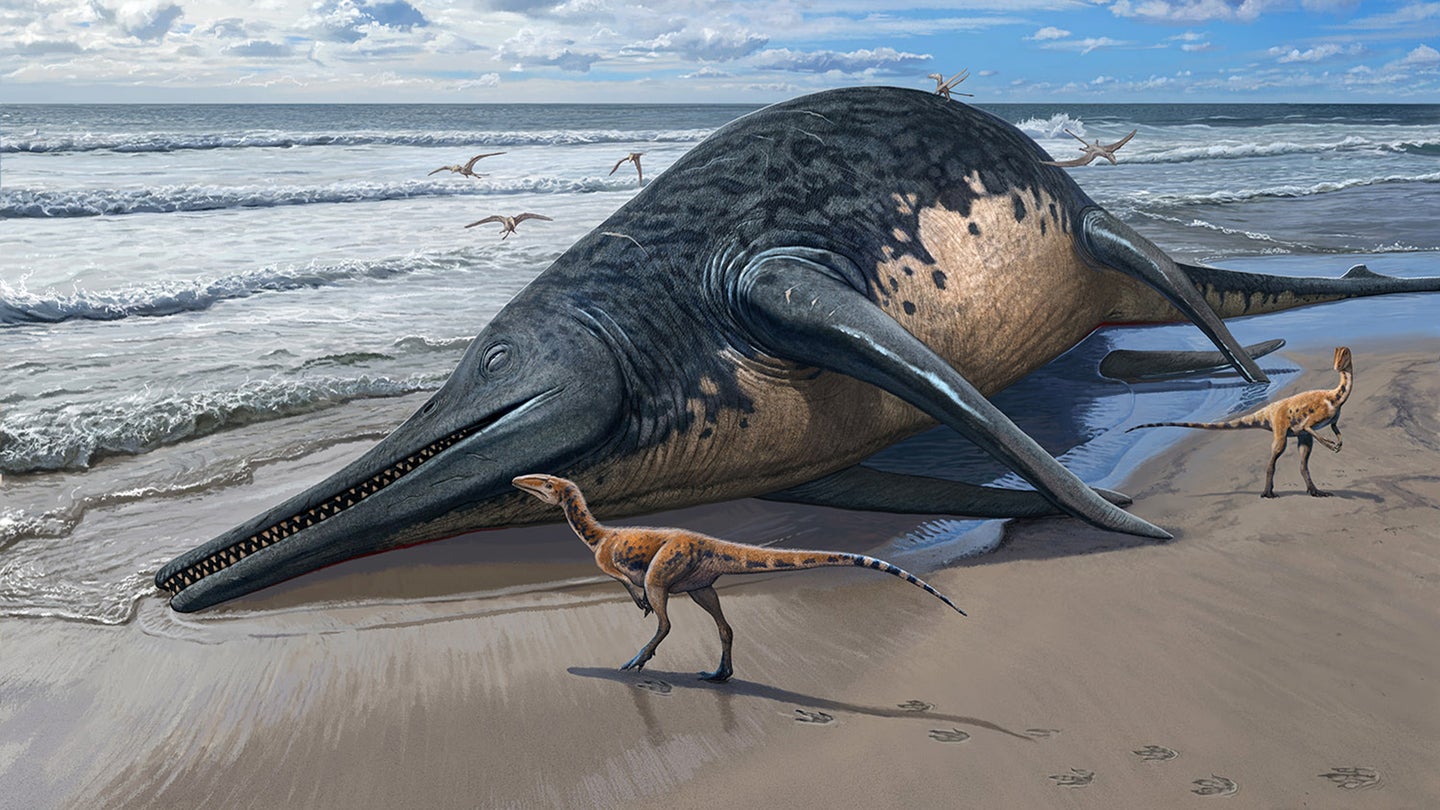an illustration of a large marine reptile beached on the sand, surrounded by two two-legged dinosaurs and several flying dinosaurs