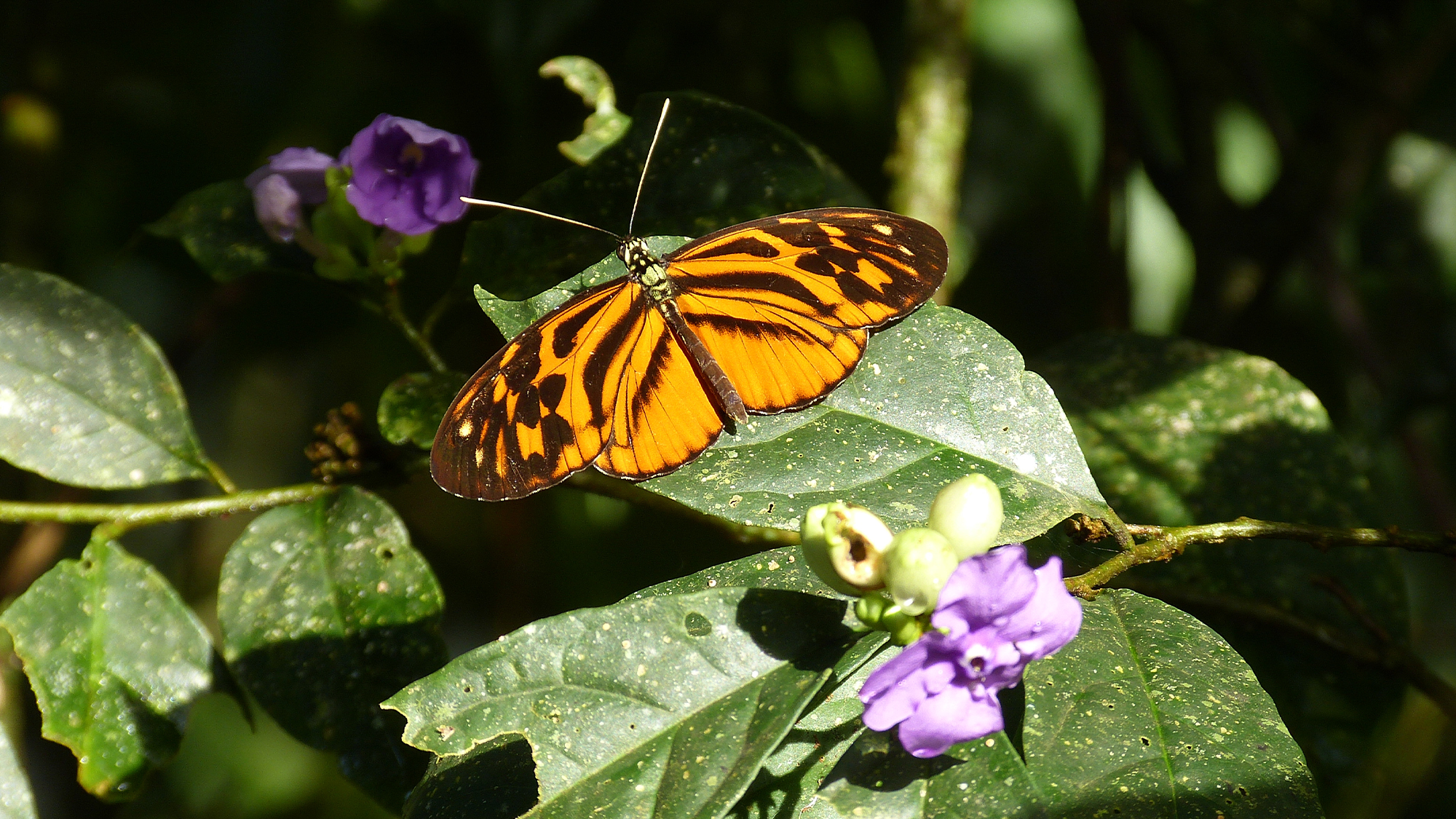 an orange and black butterfly lands on a green leaf with purple flowers