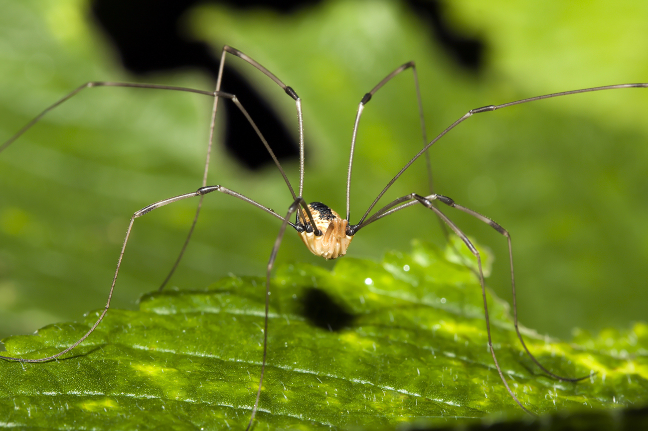 Harvestman spider, better known as a “daddy long-legs."