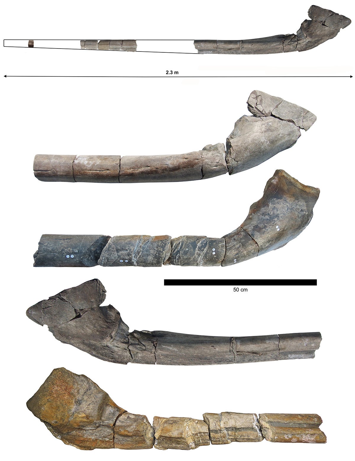 The nearly complete giant jawbone, along with a comparison with the 2018 bone (middle and bottom) found by Paul de la Salle. 
