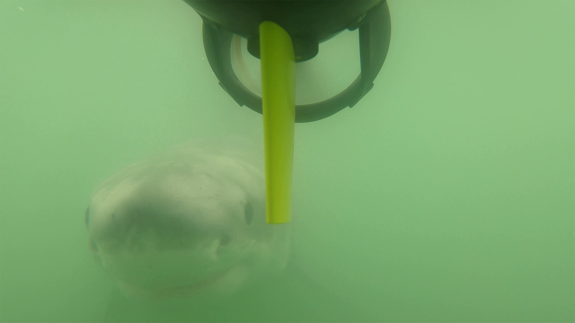 a juvenile shark following an autonomous underwater robot
