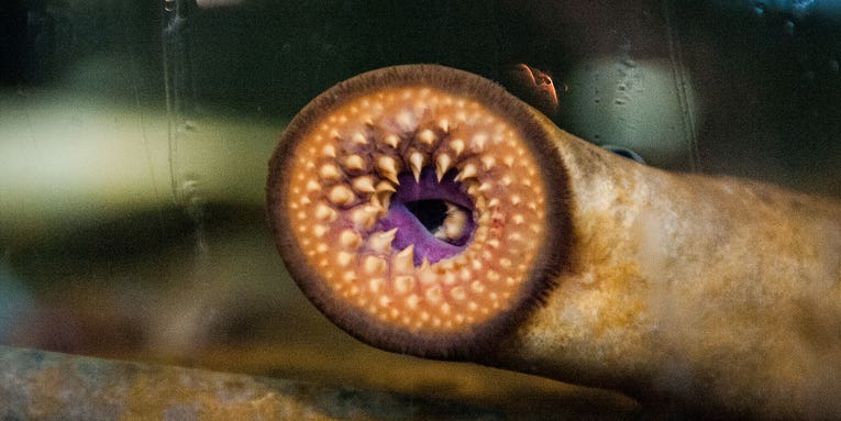 Lampreys offer clues to the origin of our fight-or-flight instinct