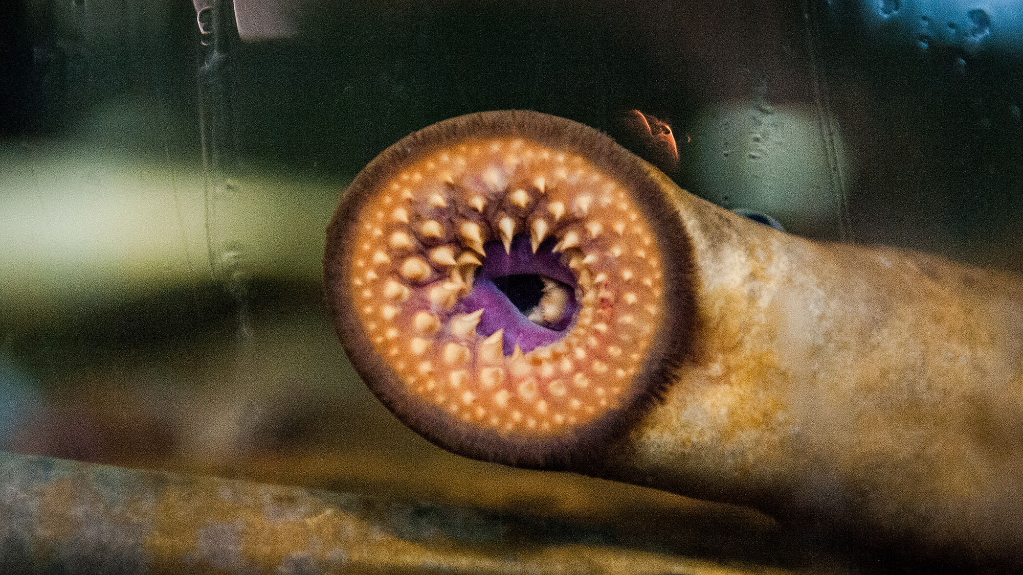 a circular lamprey mouth dotted with teeth