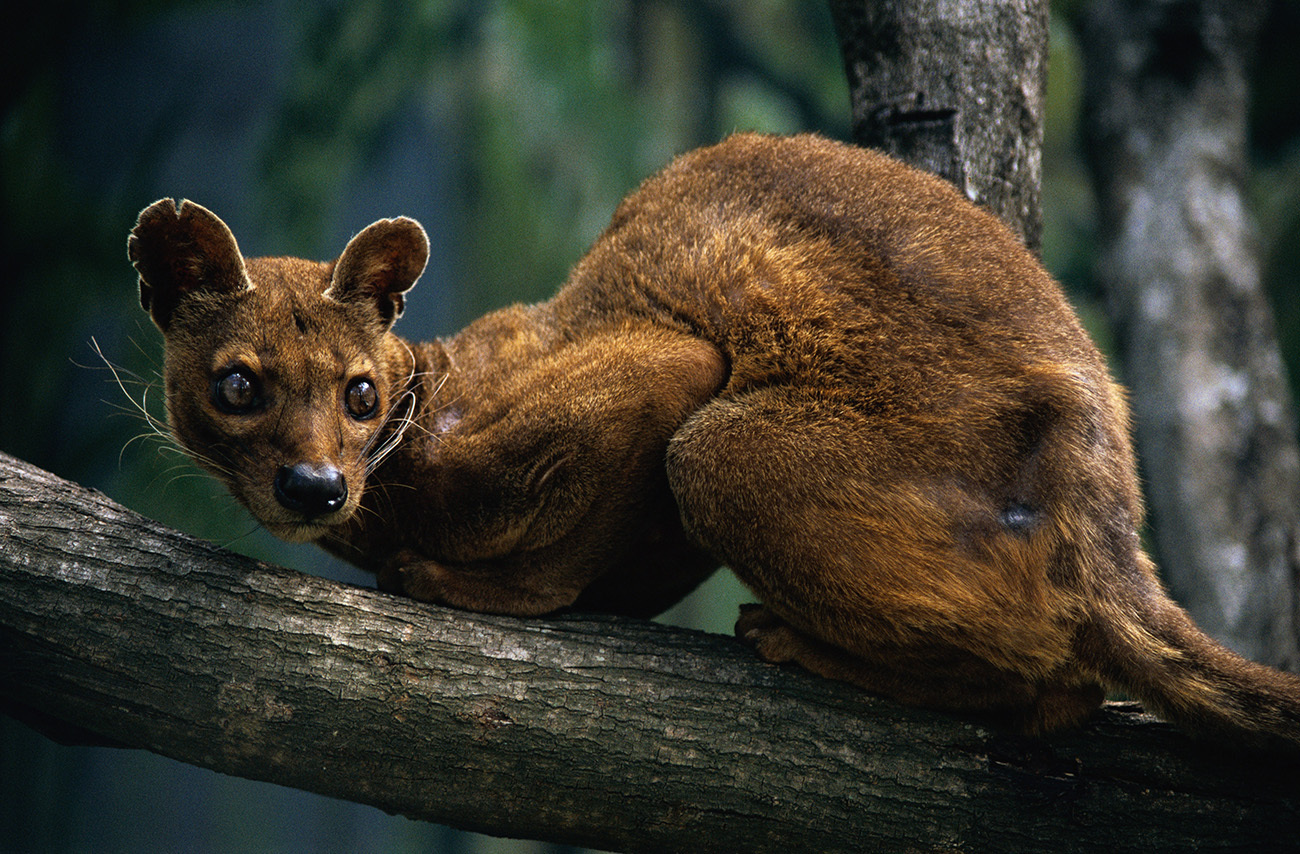 a cat-looking small carnivore called a fosa sits in a tree. it has wide eyes, whiskers, pointy ears, and a long tail. 