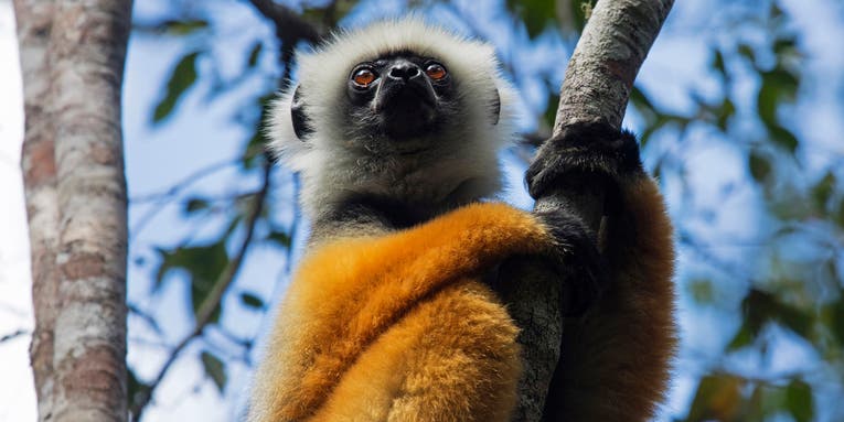 Critically endangered lemur attacked by vulnerable fosa in Madagascar