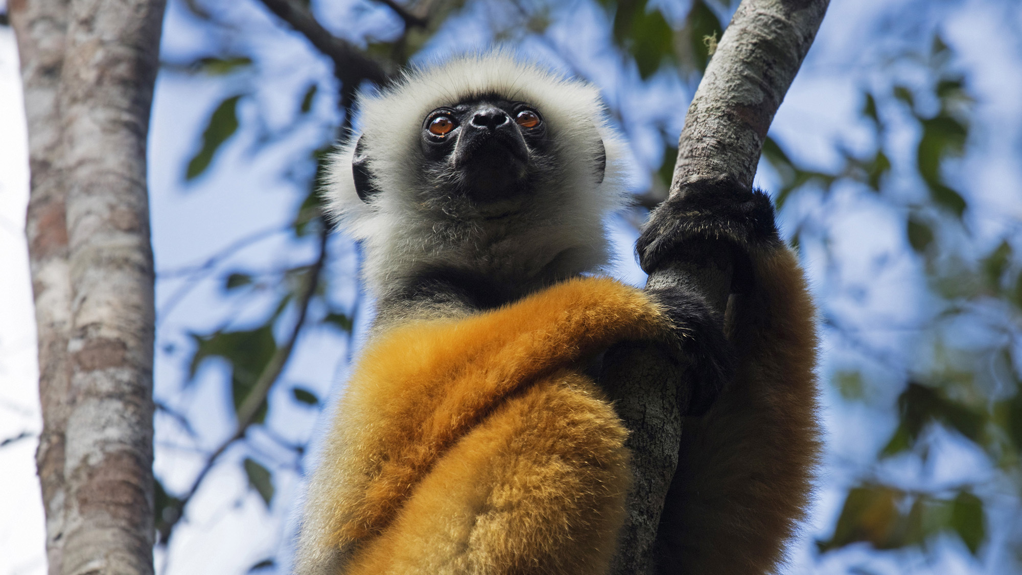 an orange, black, and white lemur sits in a tree