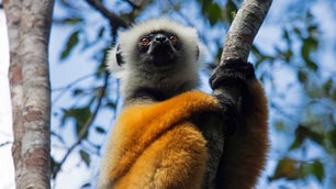 Critically endangered lemur attacked by vulnerable fosa in Madagascar
