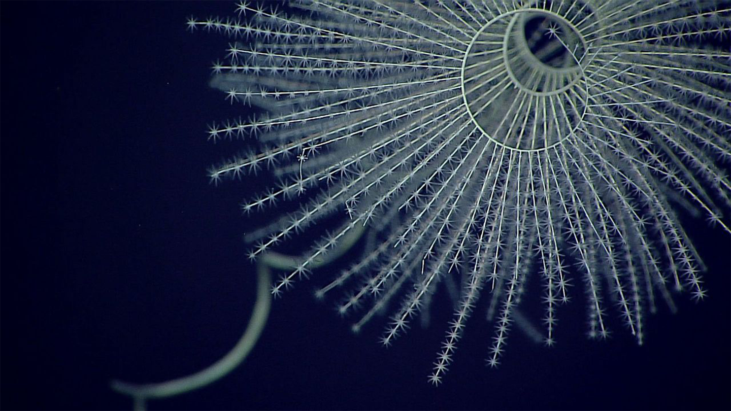 a bioluminescent coral shaped like a fan with a central hub
