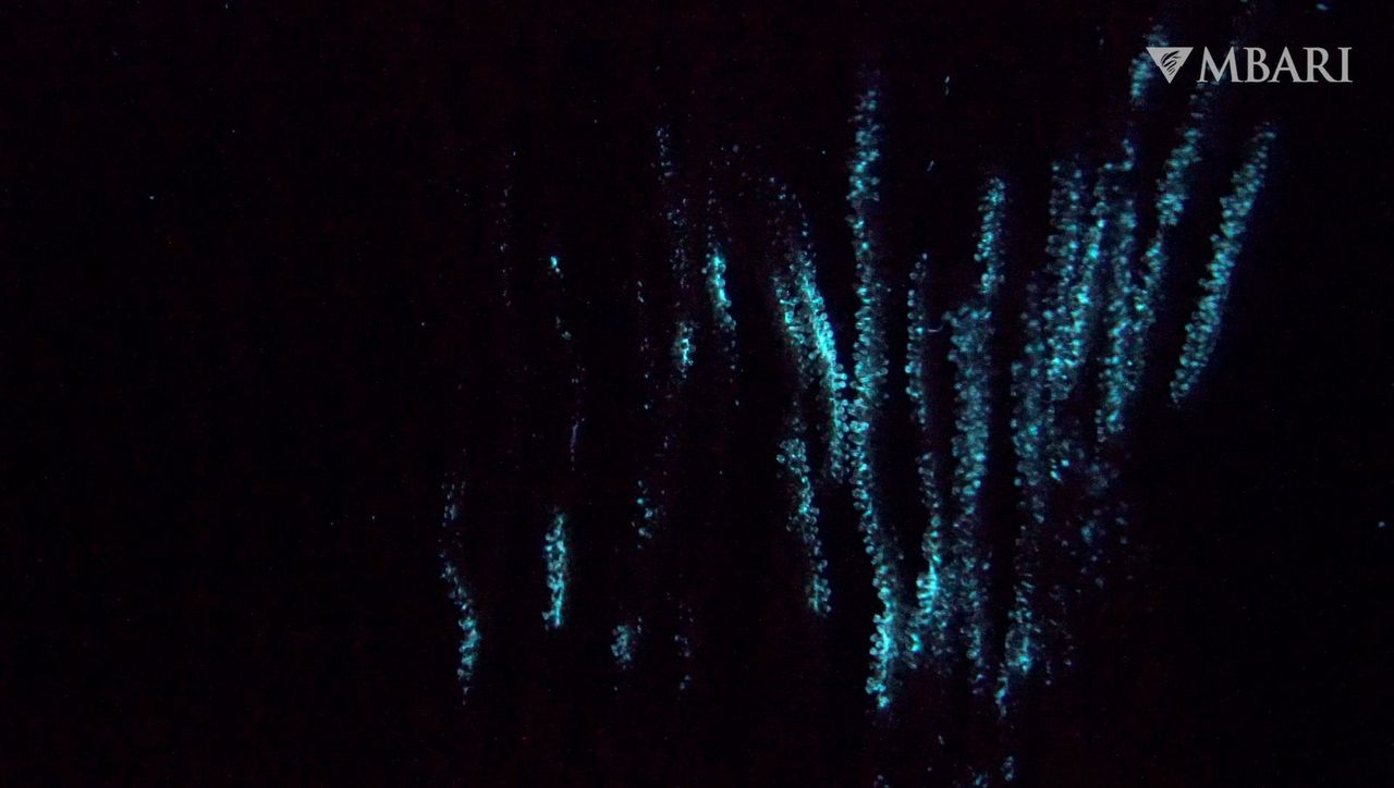 blue bioluminsecent bamoo coral