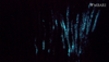 blue bioluminescent bamboo coral