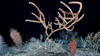 太平洋珊瑚礁上的分支竹珊瑚
