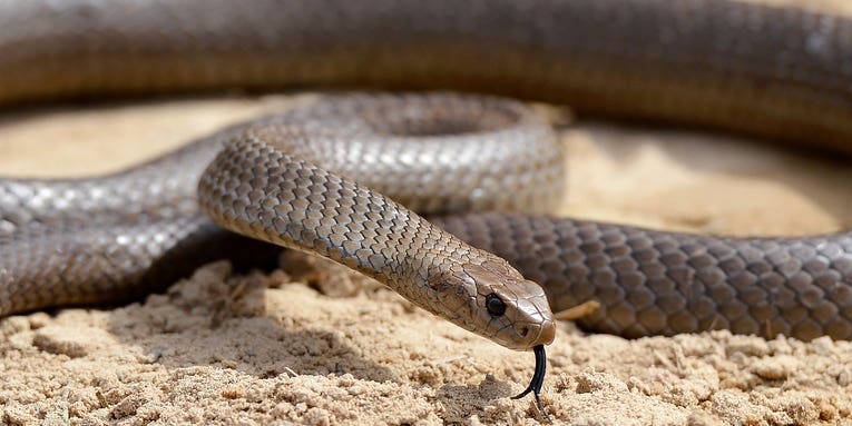 Don’t bring us the snake that bit you, Australian hospital says