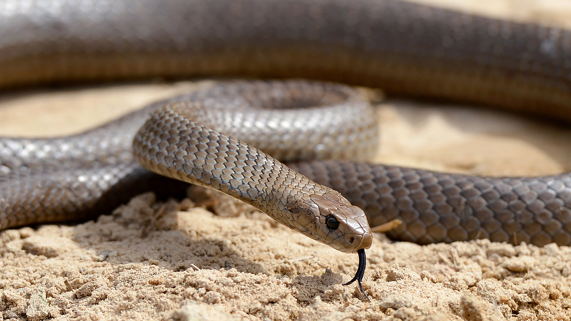 A deadly Australia eastern brown snake