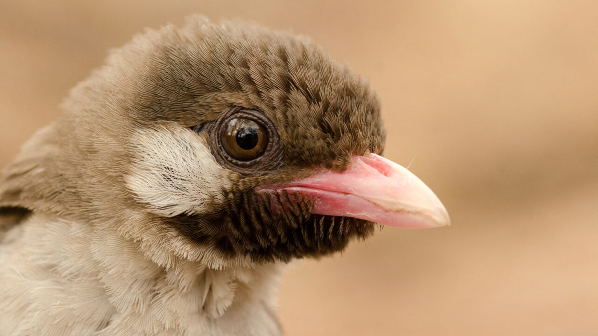 The greater honeyguide is a sub-Saharan bird that literally guides humans to sources of honey.