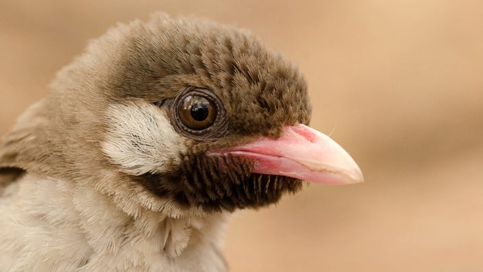 These birds help humans hunt for honey—but it’s not as sweet as you might think