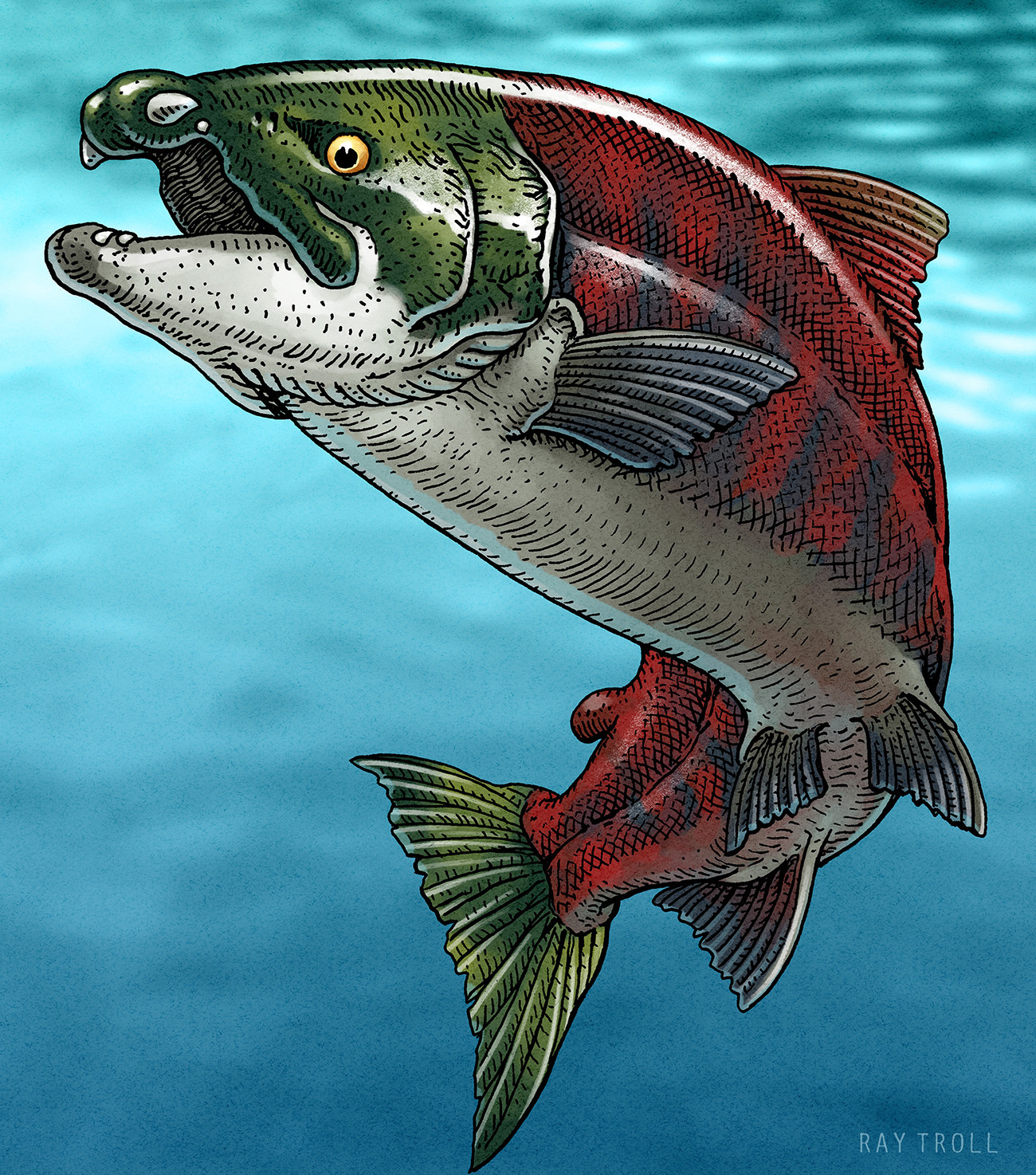 An illustration of a large prehistoric salmon Oncorhynchus rastrosus. It has pink, green and white coloring and tusks on the outside of its mouth. 