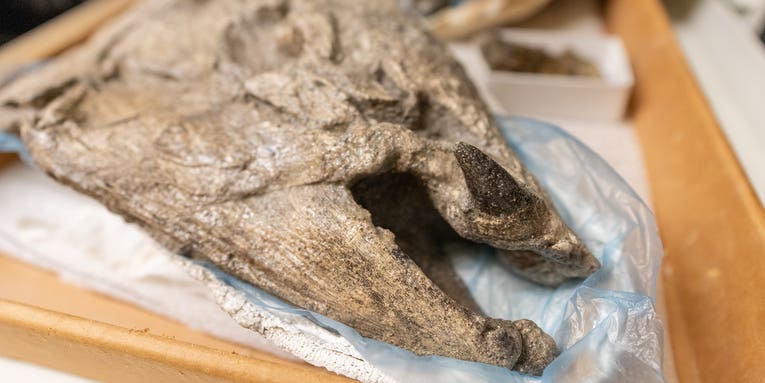 This 400-pound prehistoric salmon had tusks like a warthog