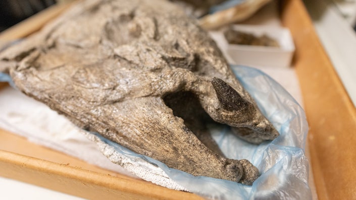 This 400-pound prehistoric salmon had tusks like a warthog