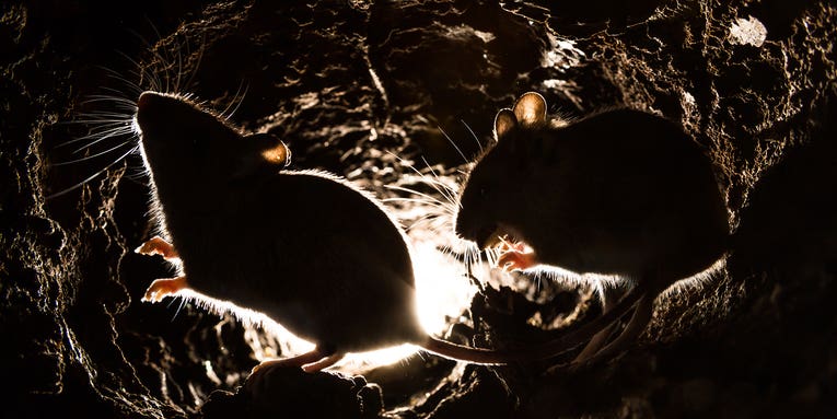 Lab mice might be doing their own experiments