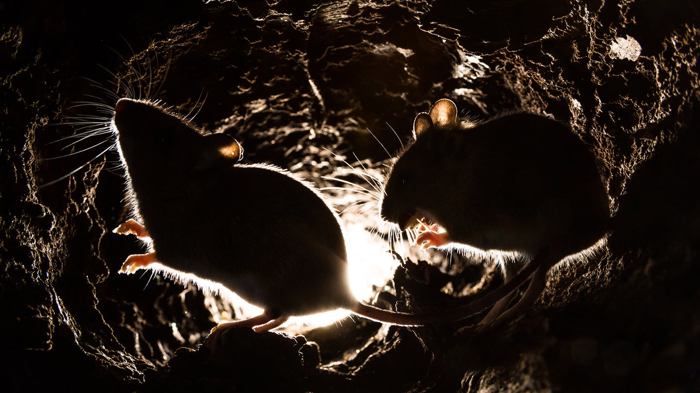 mice in a cave