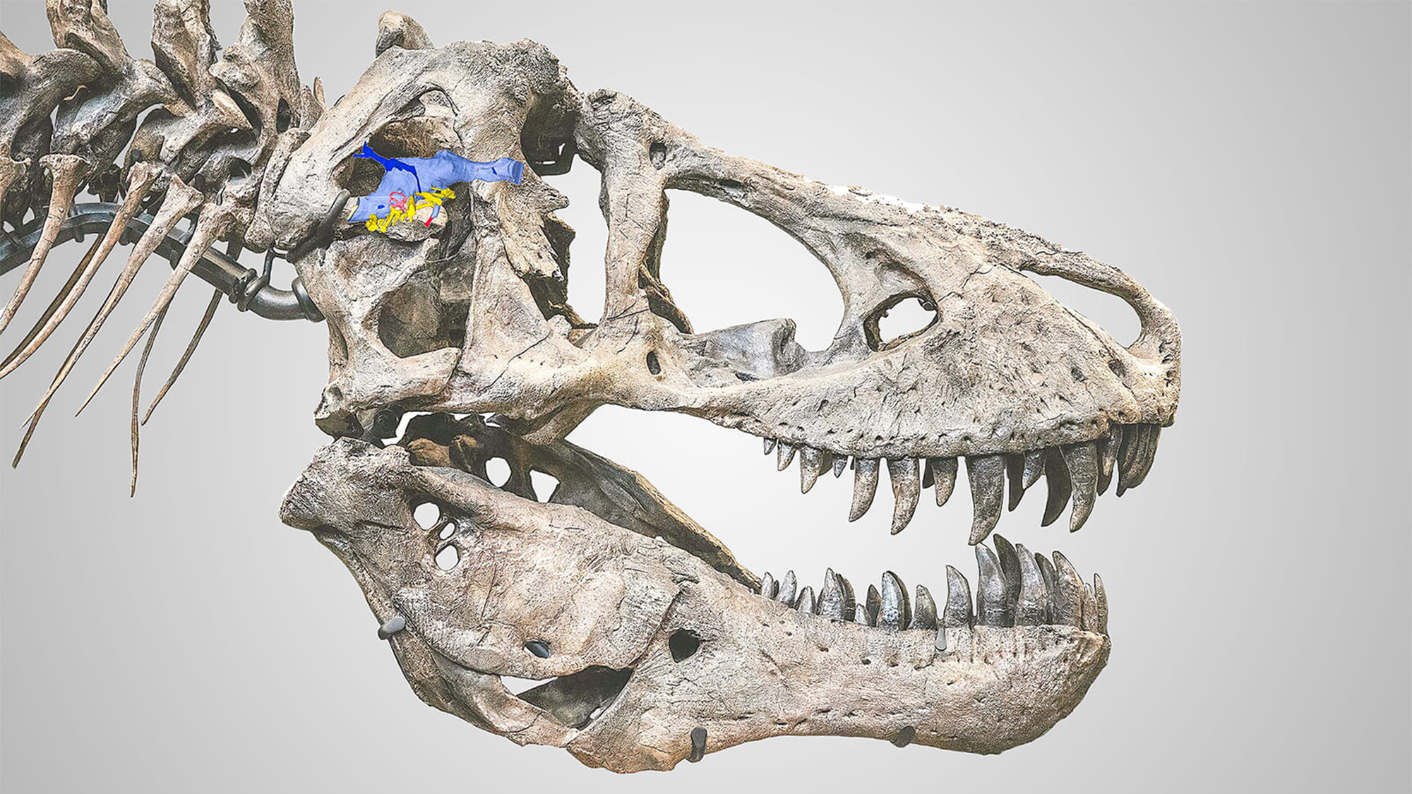a scan of a t. rex skull, with is brain colored in