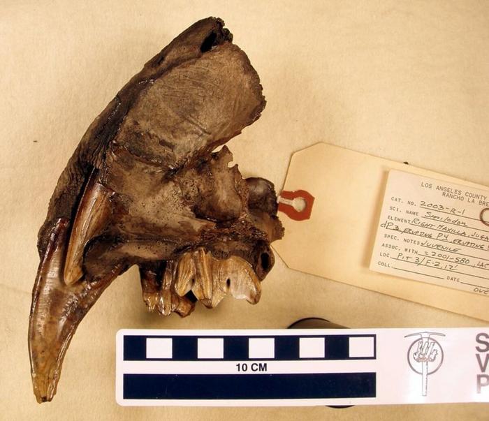 a saber-tooth cat fossil