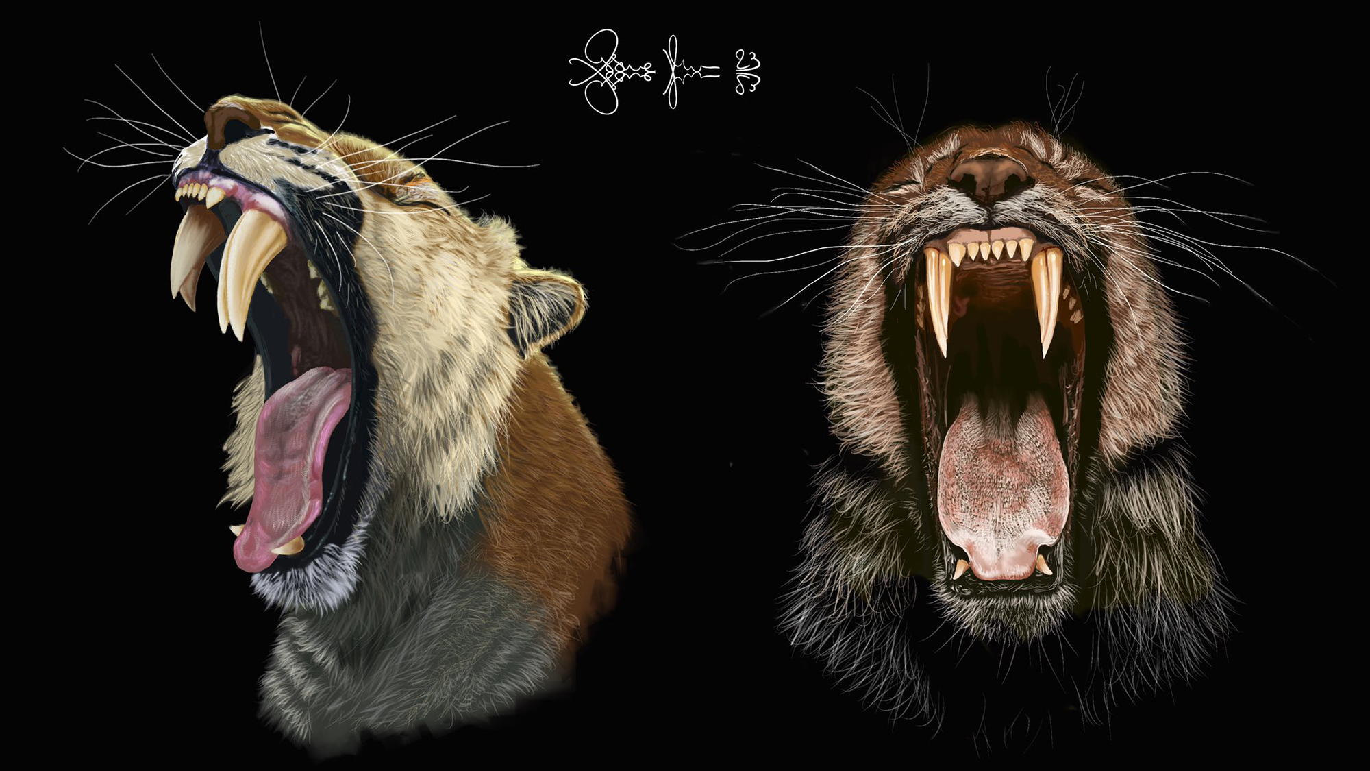 A mechanical analysis of the distinctive canines of California's saber-toothed cat (Smilodon fatalis) suggests that the baby tooth that preceded each saber stayed in place for years to stabilize the growing permanent saber tooth, perhaps allowing adolescents to learn how to hunt without breaking them.