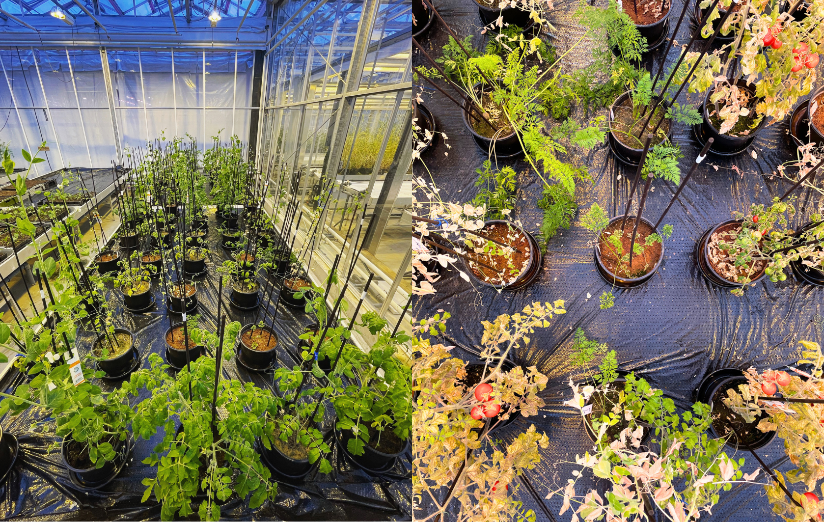 Pots of various plants lined up in the greenhouse (left). Pots with Mars, sand, and Earth soil (right)
