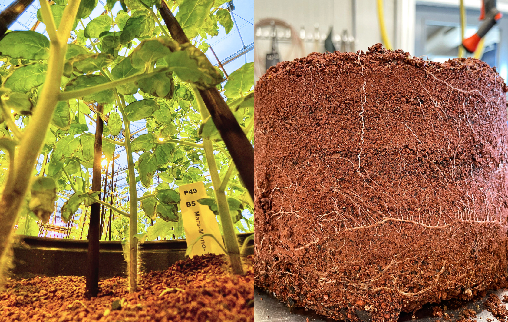 a close-up of tomatoes sprouting up from reddish brown soil growing (left). simulated Martian regolith with a root system visible in the reddish brown soil