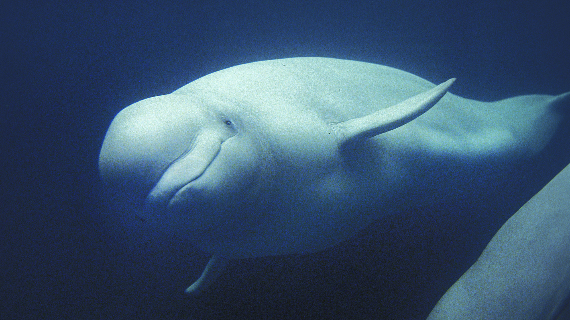 Belugas may be jiggling their melons to communicate