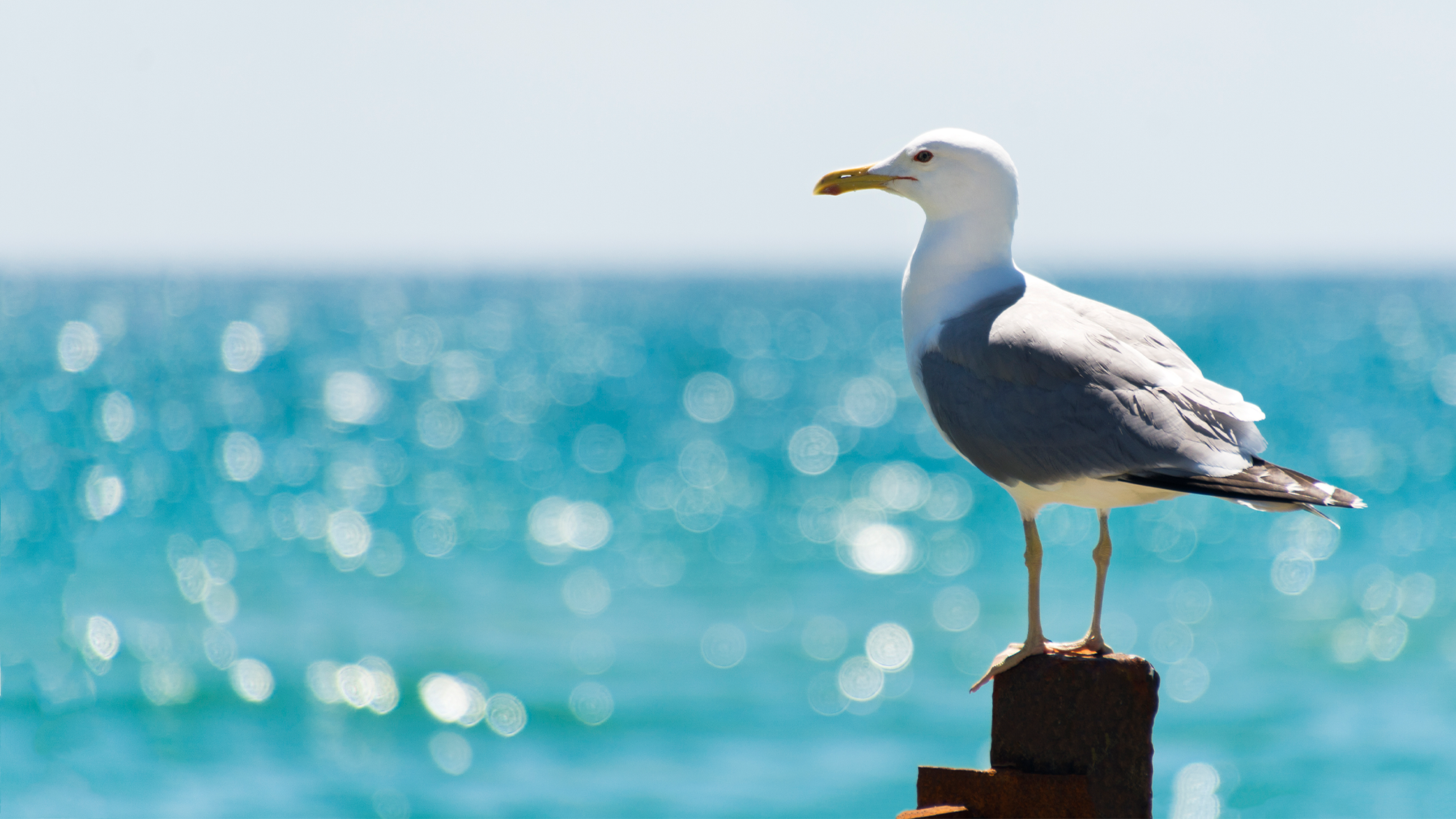 a seagull stands on a post by a large and sparkling body of blue water